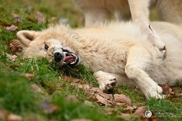 Polarwölfe Arctic wolves Anyu Nova Yuki